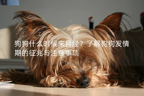 狗狗什么時候來月經？了解狗狗發情期的征兆與注意事項
